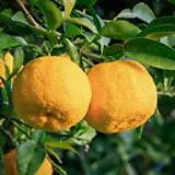 YUZU KONBU FARM